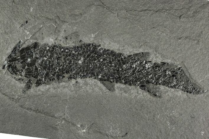 Devonian Lobe-Finned Fish (Osteolepis) - Scotland #206434